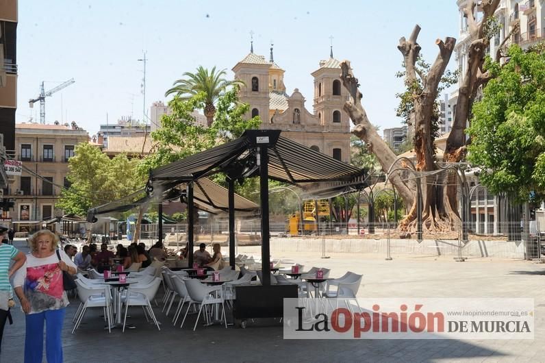 El estado final del ficus de Santo Domingo