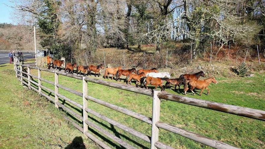 Un instante de la bajada de los caballos desde el monte hasta Sabucedo. // Bernabé/Cris M.V.