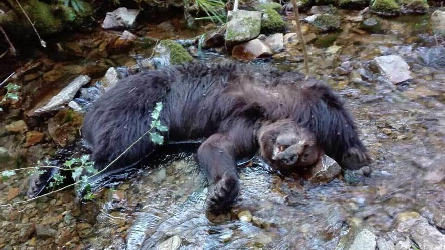 Uno de los dos osos adultos hallados ayer muertos en un río del pueblo de Combo.