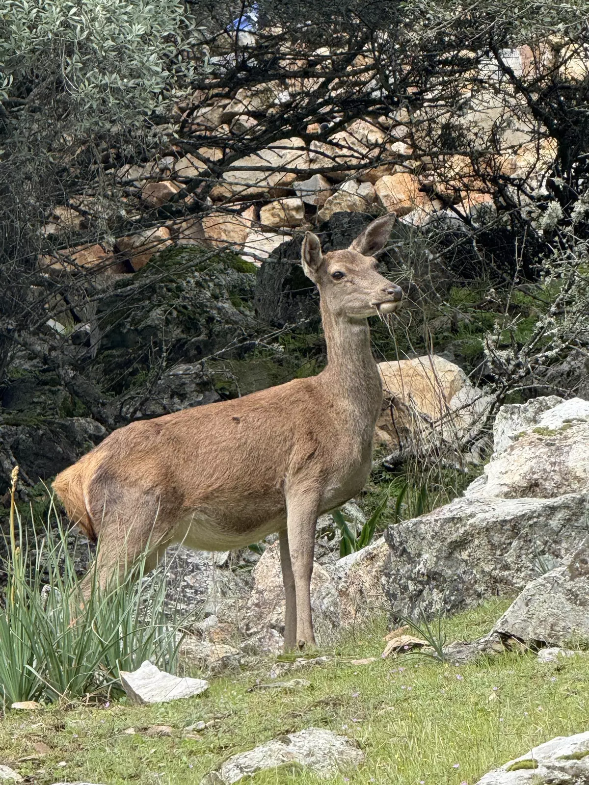Ecologistas Extremadura recurre el nuevo plan rector de Monfragüe por permitir la caza y la suelta de perros