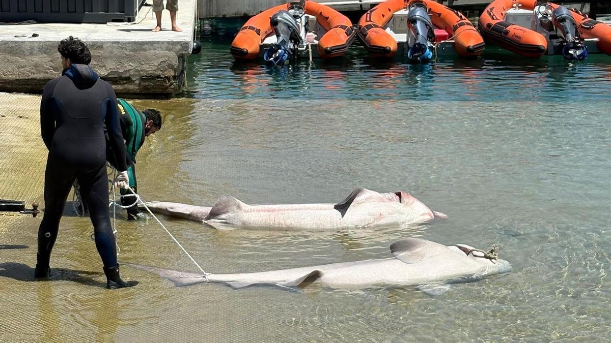 Encuentran dos tiburones muertos frente a la costa de Cala Nova, en la bahía de Palma