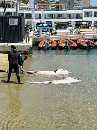 La Fundación Palma Aquarium atribuye a una posible interacción pesquera la muerte de dos tiburones cañabota en la bahía de Palma