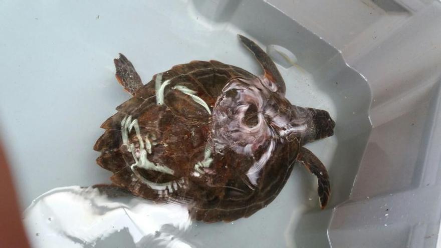 Un pesquero de Xàbia atrapa una tortuga