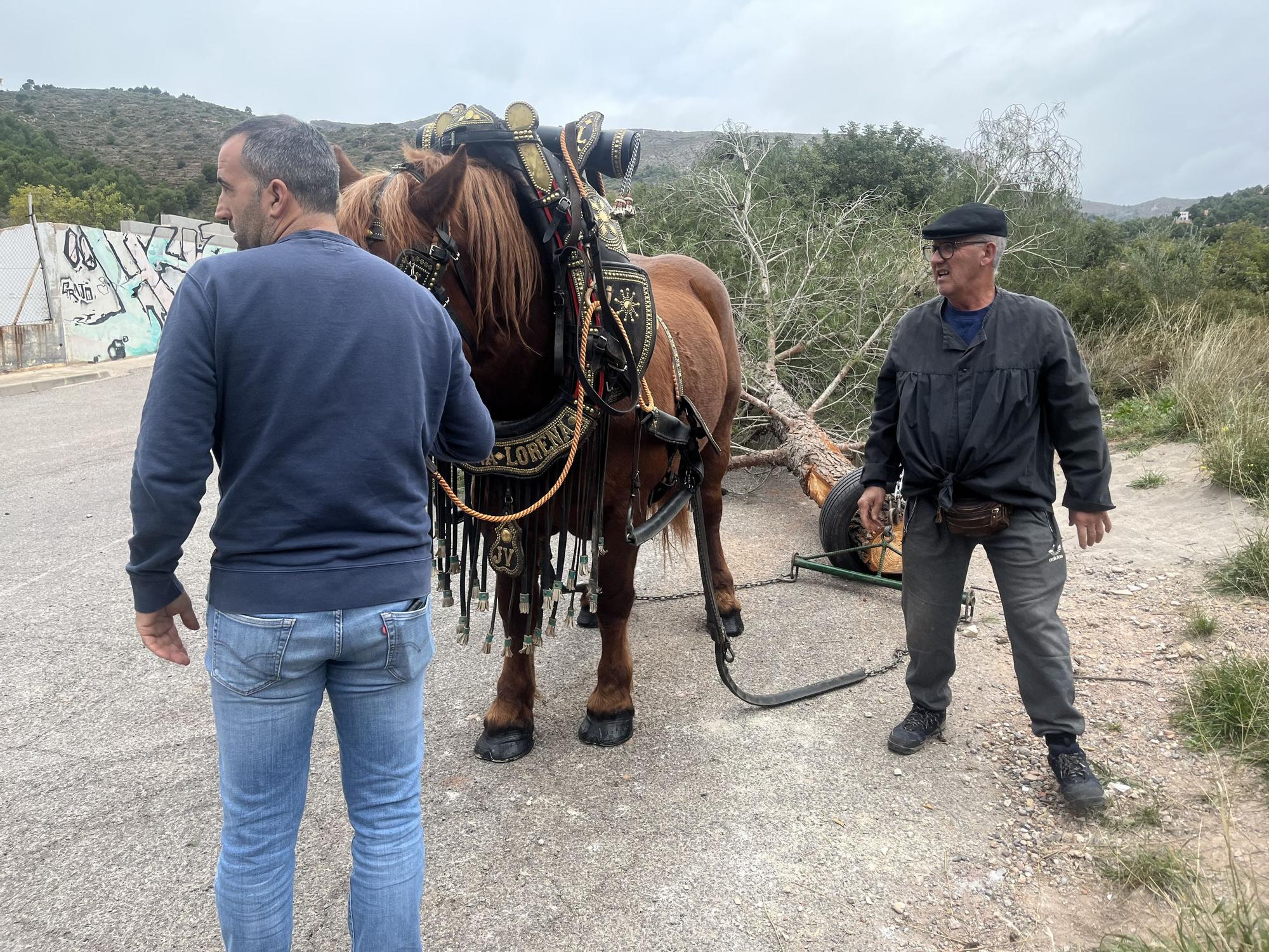 Baixà del pi de las fiestas de Sant Antoni 2023 en la Vall