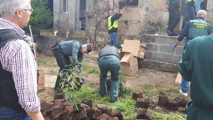 Un guardia junto a una parte de la plantación. // Cedida