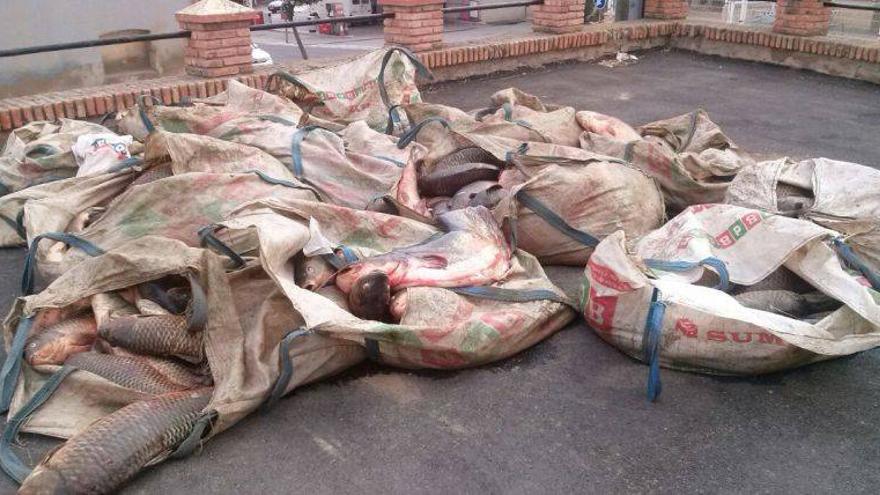 Interceptados 2.600 kilos de pescado con destino a Rumanía