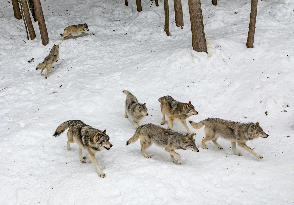 Una manada de lobos grises.