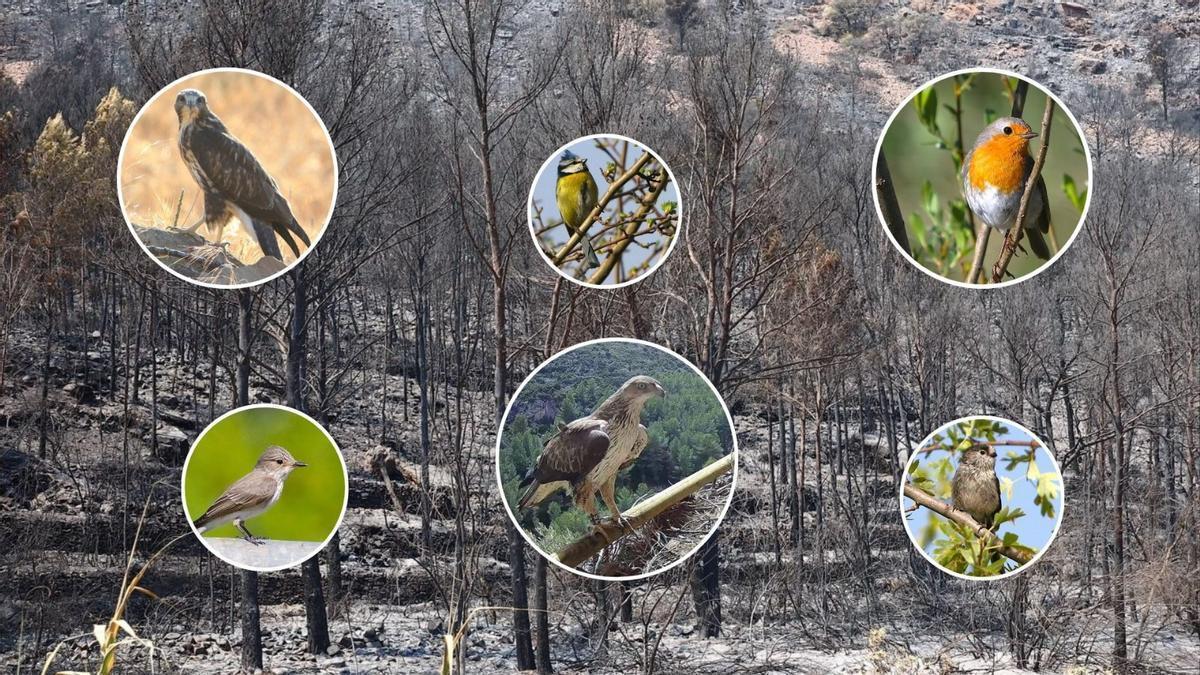 Una gran variedad de aves se han visto afectadas por el devastador incendio de la Serra d'Espadà.
