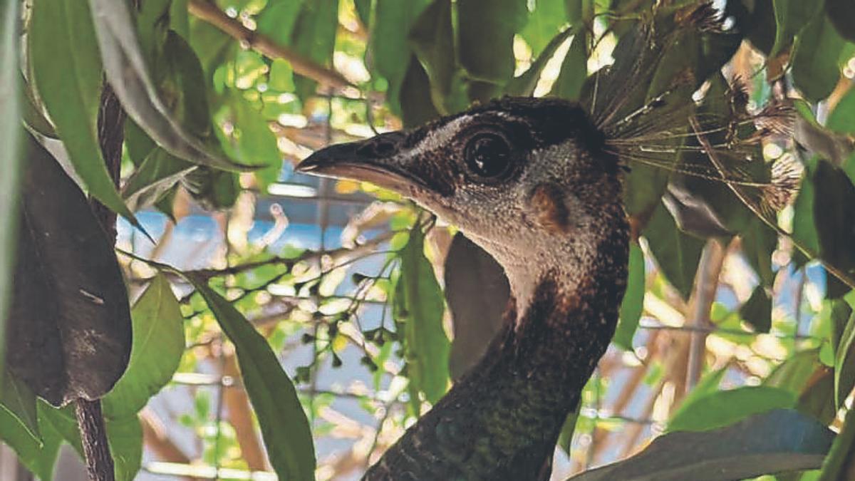 El pavo real localizado en el Teide pasa por aislamiento antes de ir a su nuevo hogar
