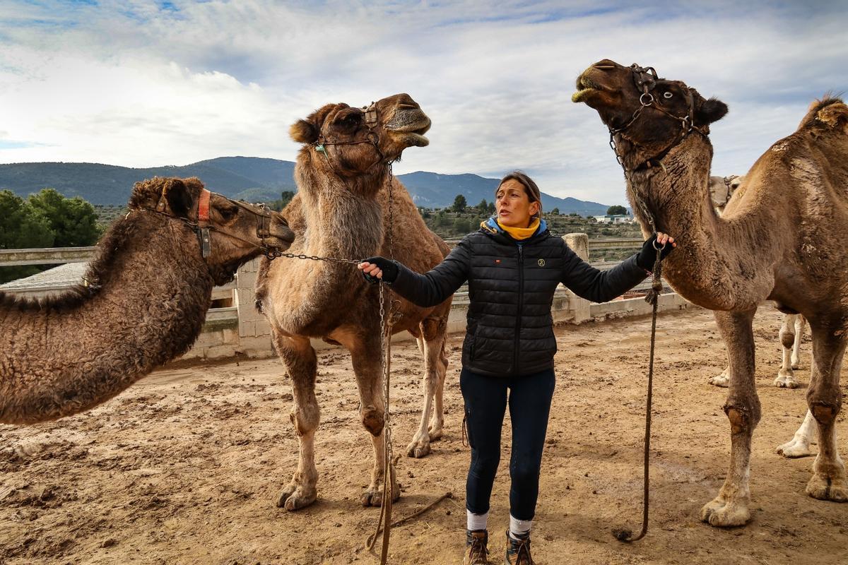 Los dromedarios ya están listos para trasladar a los Reyes Magos de Alcoy
