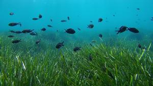 Pradera de posidonia en el fondo del mar