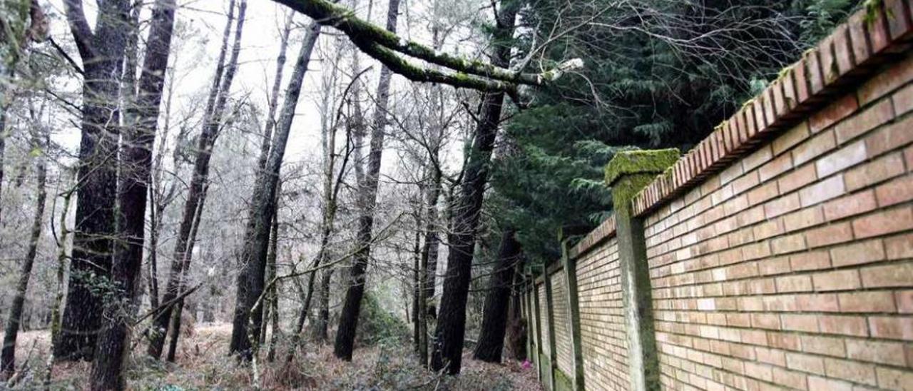 Ramas de árboles que invaden el espacio del camposanto. // Bernabé/Luismy