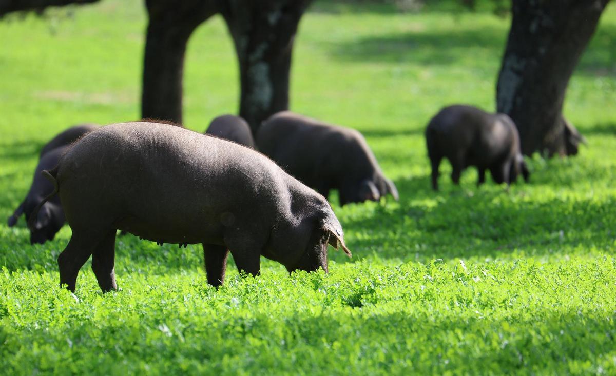 Cerdos pastando en la dehesa de Los Pedroches.