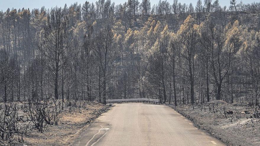 El bosque quemado en Bejís tardará medio siglo en recuperarse del fuego