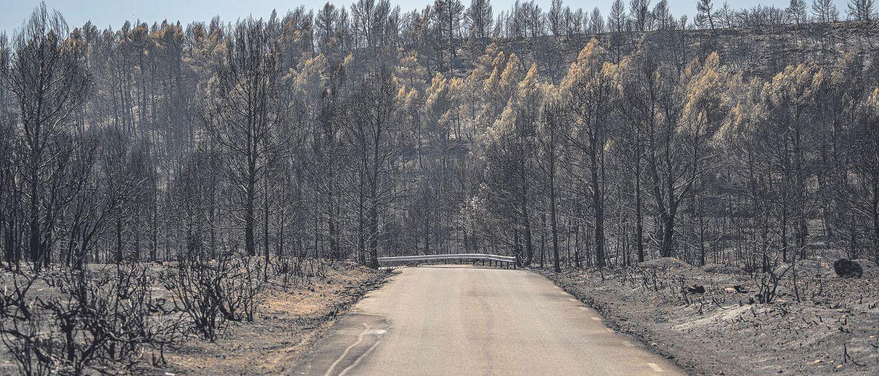 El bosque quemado en Bejís tardará medio siglo en recuperarse del fuego