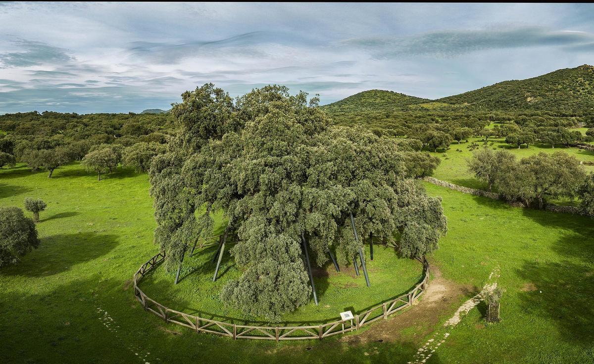Encina Terrona.
