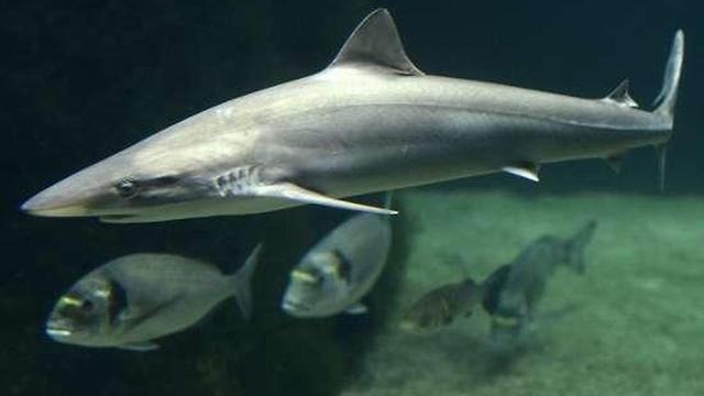 El estanque de los tiburones, en el Acuario O Grove. // Muñiz