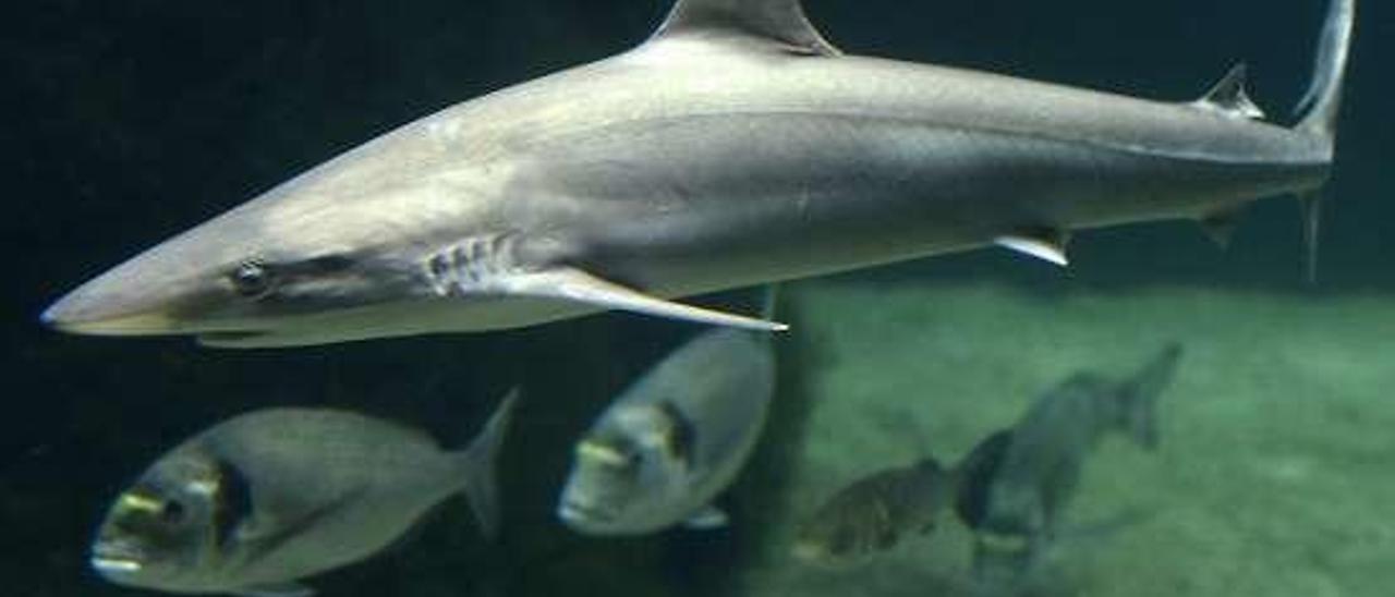 El estanque de los tiburones, en el Acuario O Grove. // Muñiz