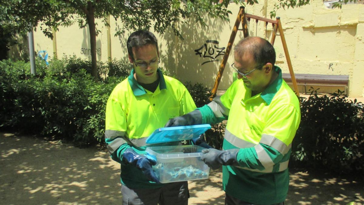 Control de ratas, en Barcelona