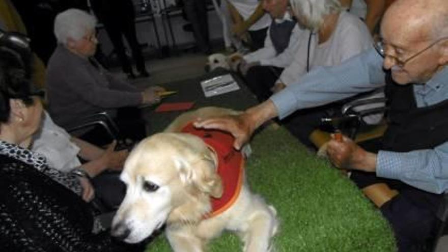 Los mayores de un centro de día de Xàbia participan en una terapia pionera con perros