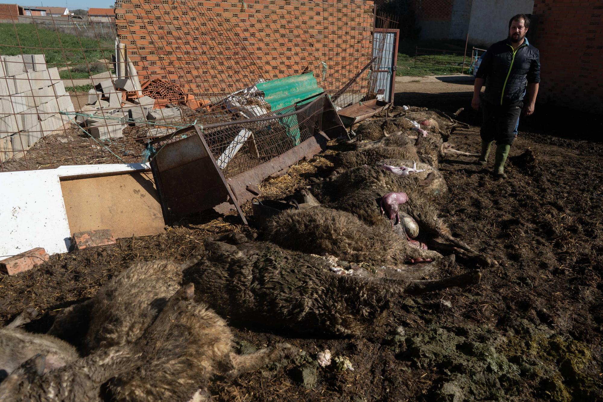 GALERÍA | Ataque de lobos a una nave de ovino en Revellinos