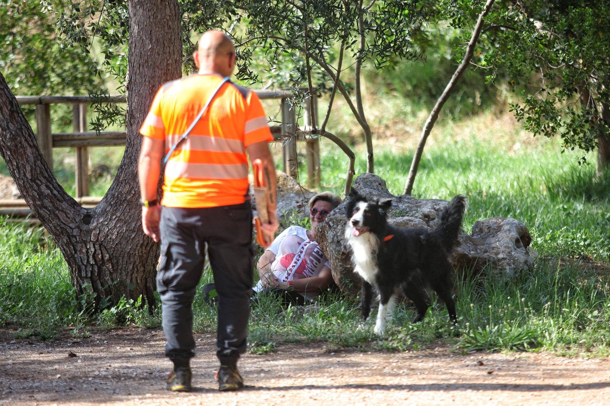 Los perros de la Unidad Canina de Búsqueda y Rescate de Castellón en plena acción en el Termet de Vila-real