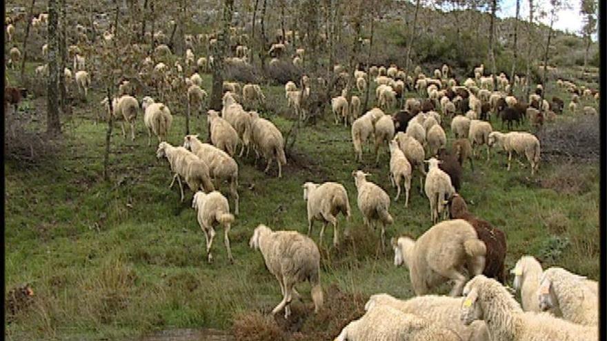 Diseñan en Extremadura un sistema que permite predecir la calidad de los pastos