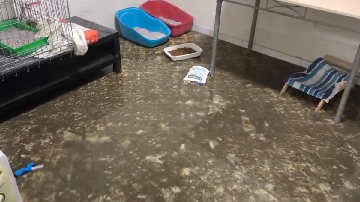 Un altre espai de la Casa dels Animals afectat per les inundacions.