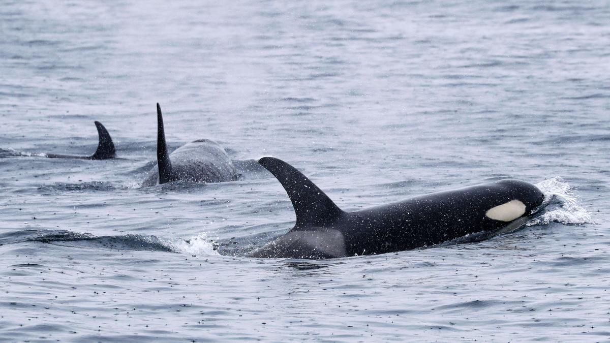 Orcas sind unter Seglern inzwischen gefürchtet.