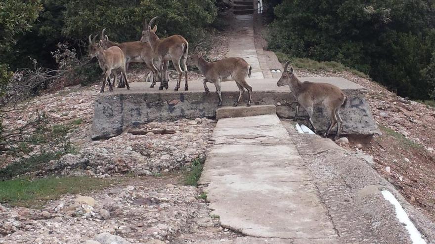 Un grup de cabres salvatges al massís de Montserrat en una imatge recent