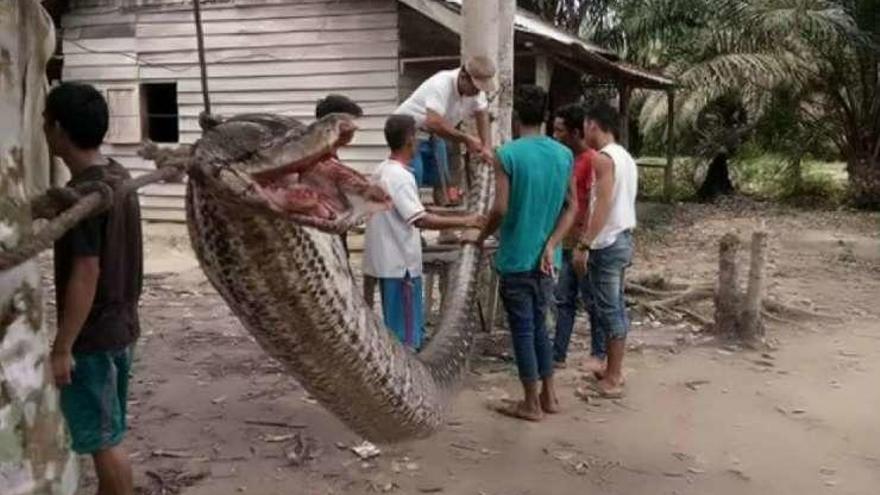 Una serpiente intenta comerse a un hombre y acaba devorada en Indonesia