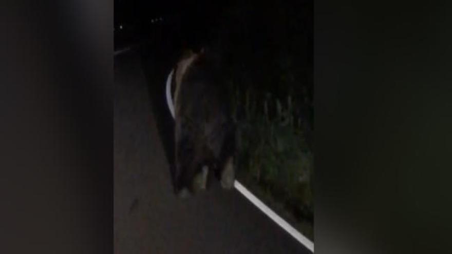 Un oso corre por la carretera de Proaza a Quirós