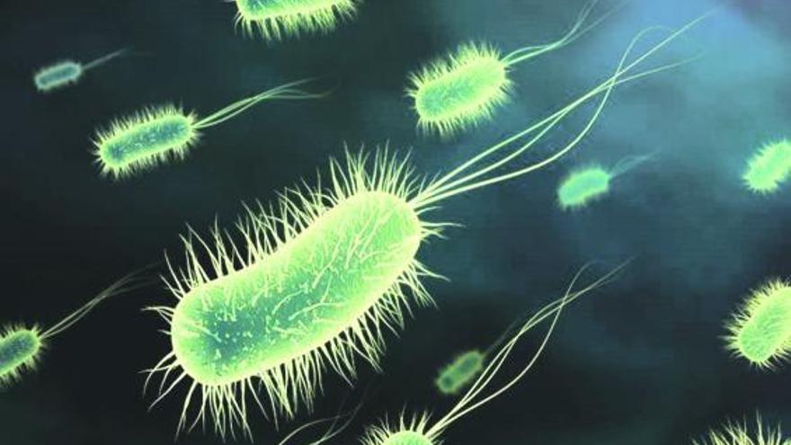 Las bacterias fabrican electricidad