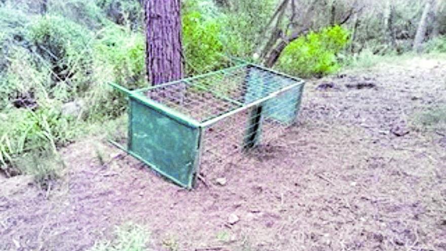 Boicotean las jaulas trampa para capturar jabalís en Benicàssim