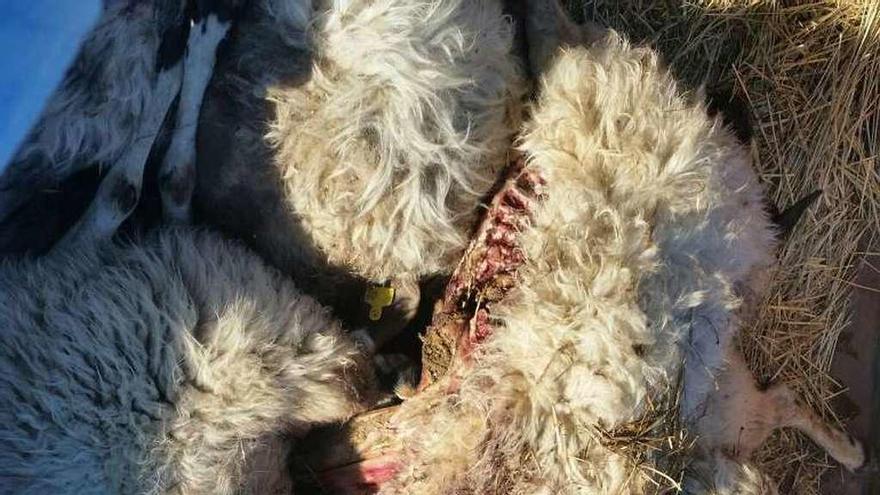 Ovejas matadas por el lobo en Moral de Sayago.