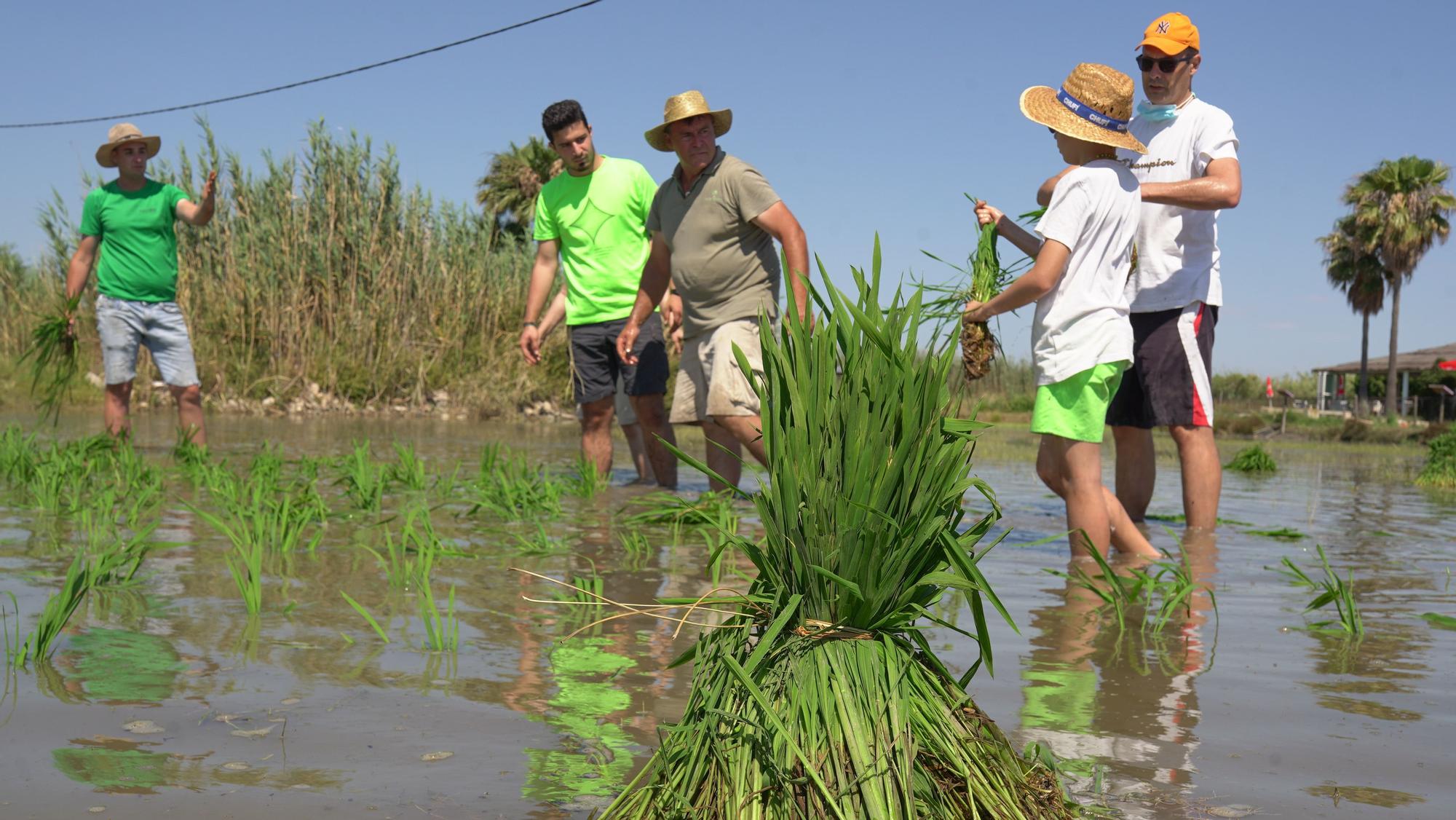 Turismo arrocero: así se puede conocer cómo se planta el arroz de l'Albufera