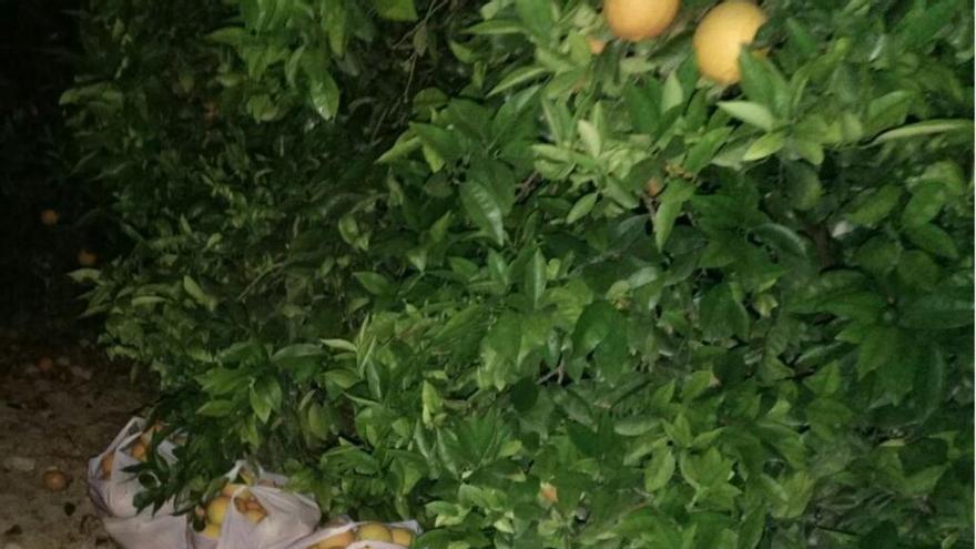 Sorprenden a un hombre con 800 kilos de naranjas robadas en La Murada