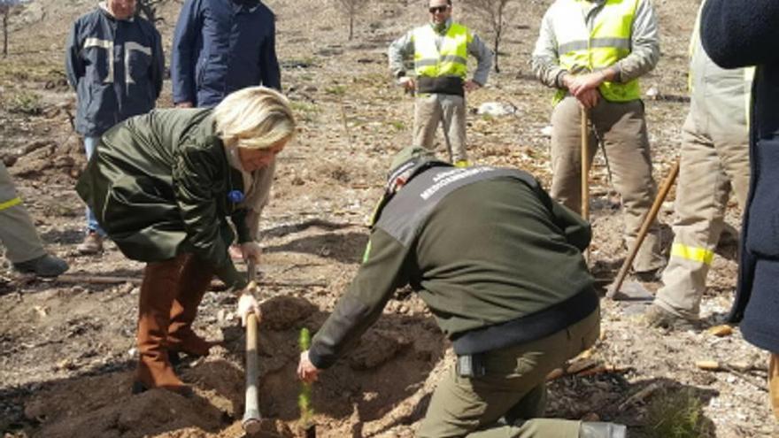 Concluye la primera fase de recuperación  de la sierra del Almirez quemada