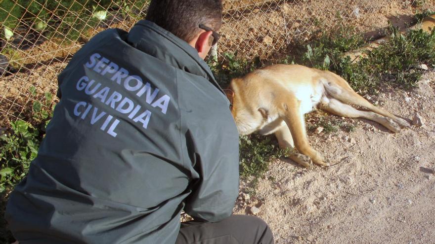 La Fiscalía se pone a trabajar contra el maltrato animal