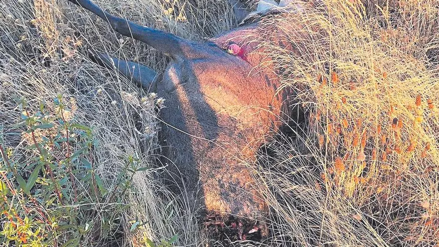 La muerte de un ciervo semental selecto lleva al banquillo a un cazador de Sayago