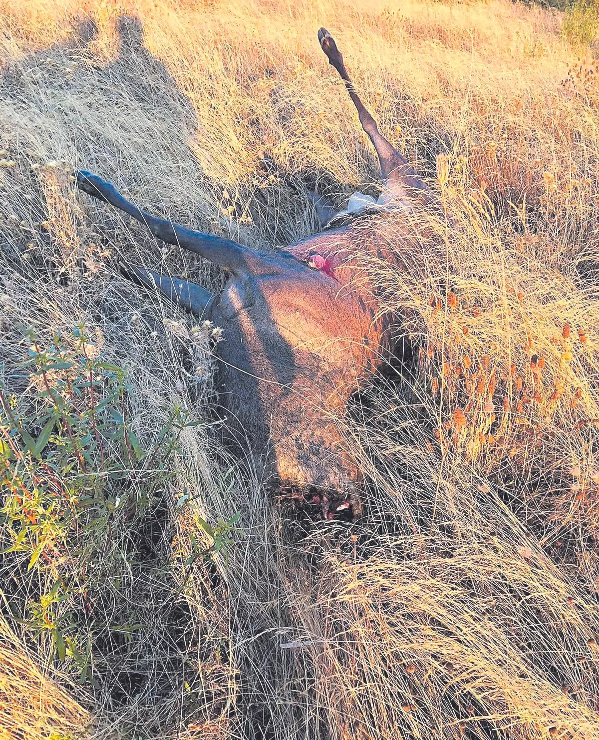 La muerte de un ciervo semental selecto lleva al banquillo a un cazador de Sayago