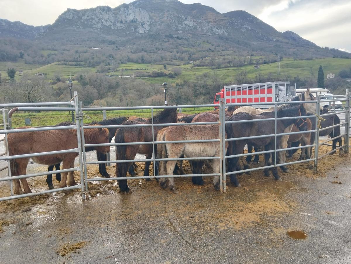 Un grupo de caballos en la feria