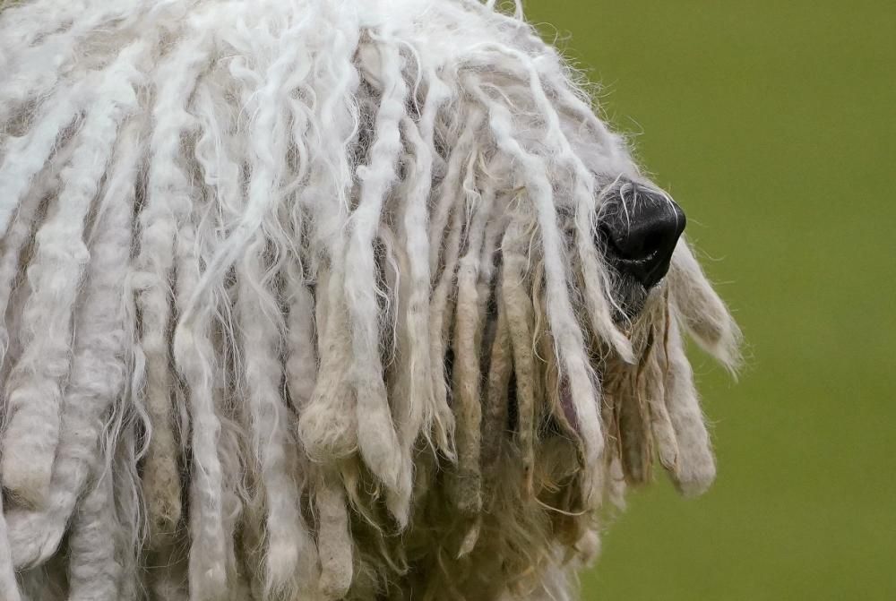 Les millors fotos del concurs de gossos Westminster Kennel Club Dog Show 2020