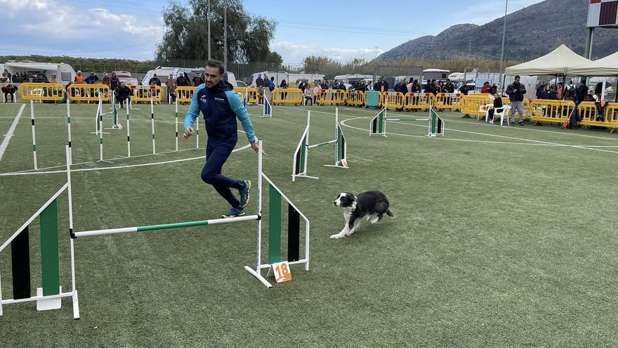 Tavernes acull una prova del Campionat d’Espanya d’Agility amb més de 150 gossos participants