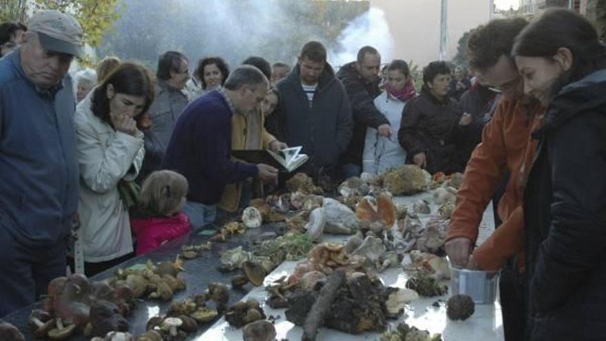 Un grupo de personas conoce las diferentes especies de setas que crecen en la comarca.