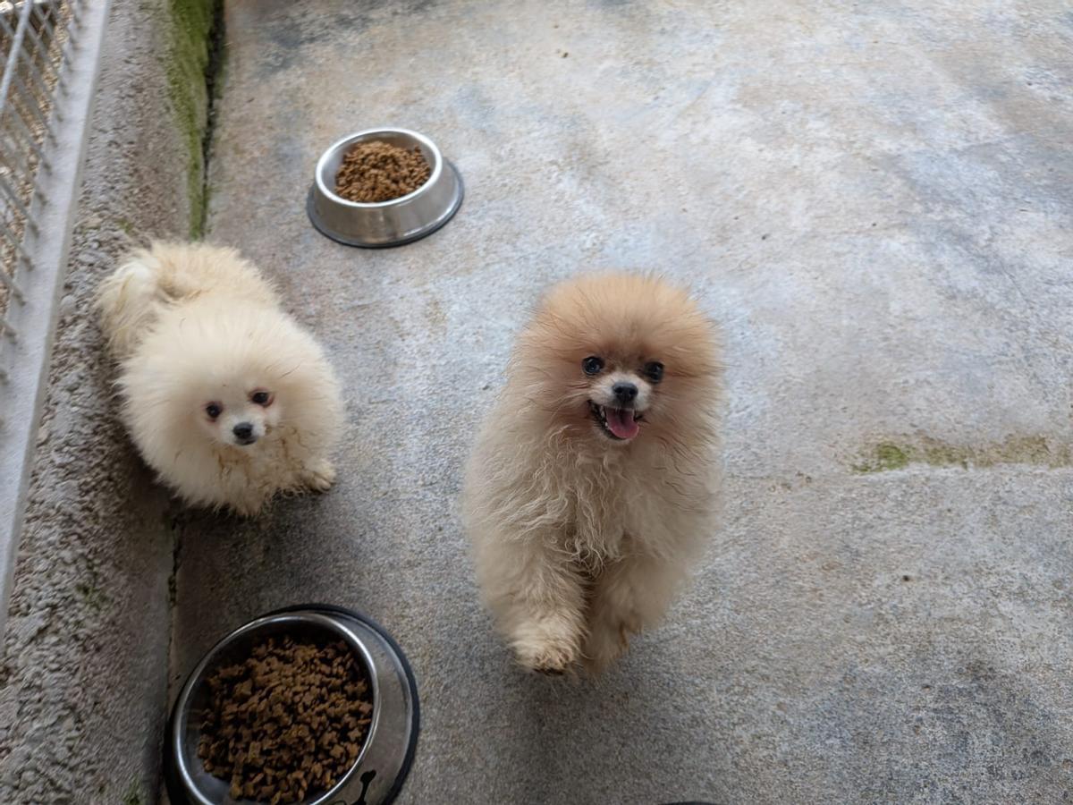 La evolución de los perros incautados en un criadero de Gijón, en imágenes La evolución de los perros incautados en un criadero de Gijón, en imágenes