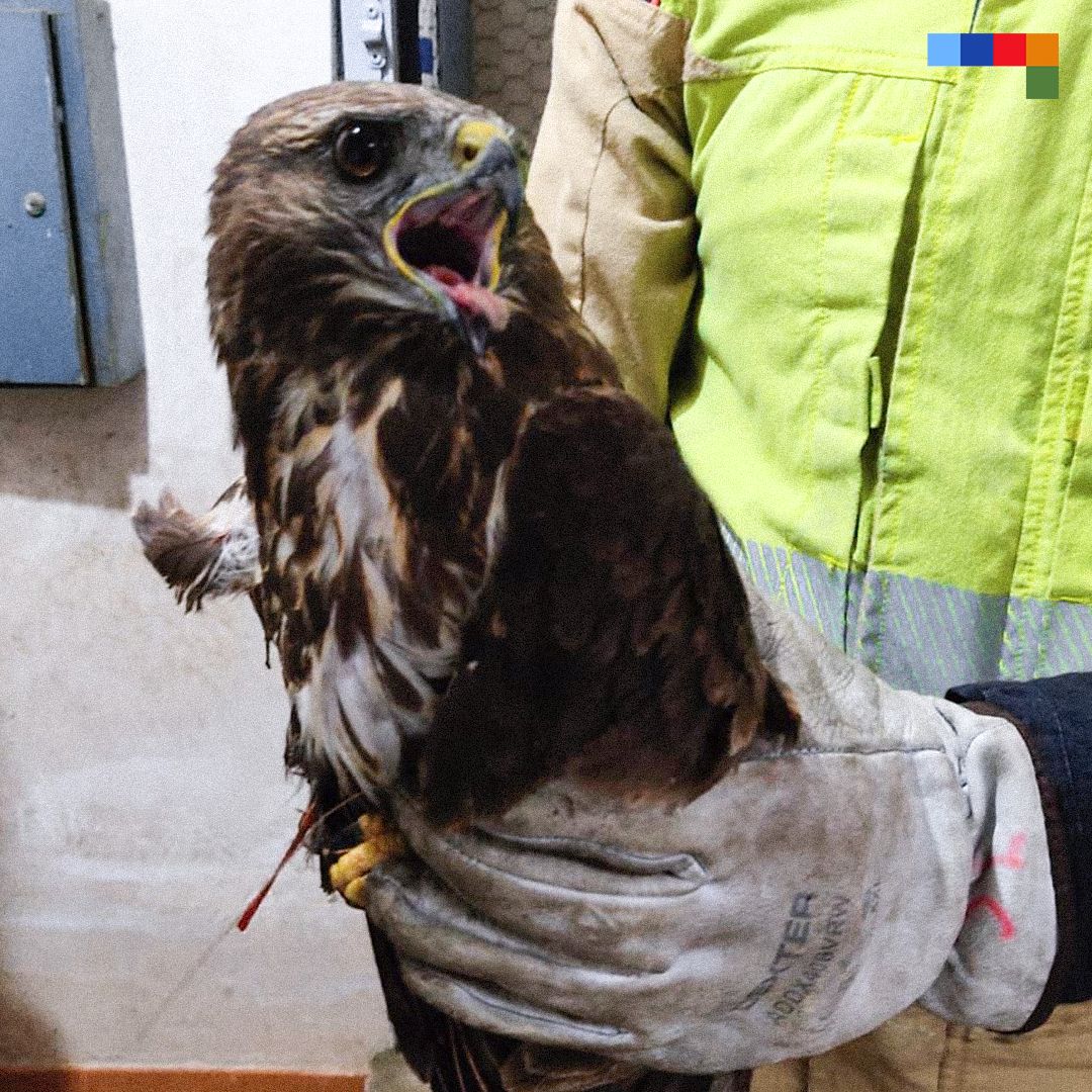 El águila presentaba heridas de las que tuvo que ser tratada.