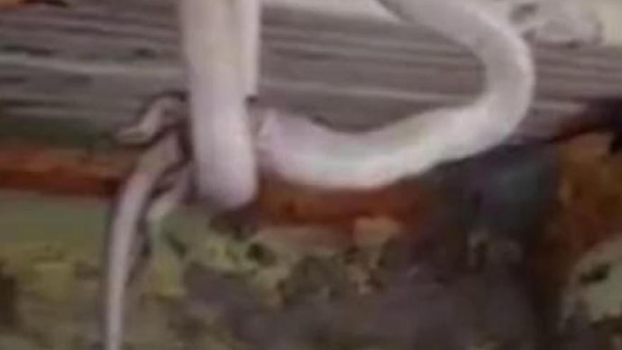 Graban a una culebra mientras devora a un lagarto en Gran Canaria