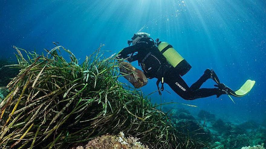 Palamós i Els Amics de les Formigues lluiten contra la destrucció de la posidònia