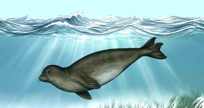 Catalunya iniciará en 2027 el proceso para reintroducir la foca monje